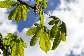 Image showing chestnut leaves