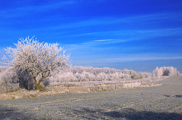 Image showing winter on field