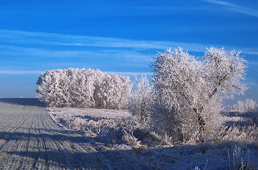 Image showing winter on field