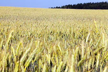 Image showing mature yellowed grass