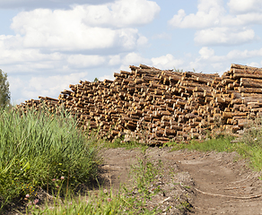 Image showing pile of pine trunks