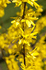 Image showing spring yellow flowers