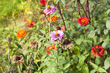 Image showing blooming and dry flowers