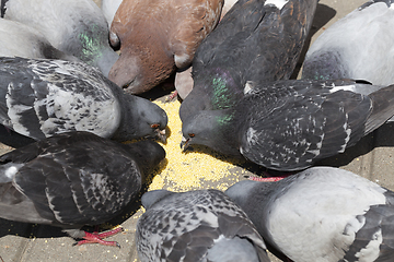 Image showing millet pigeons