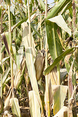 Image showing dry mature corn