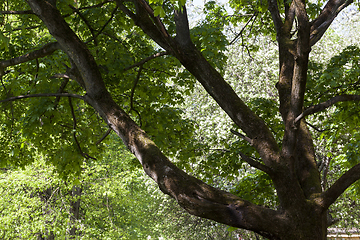 Image showing trunk maple