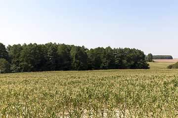 Image showing green field of corn