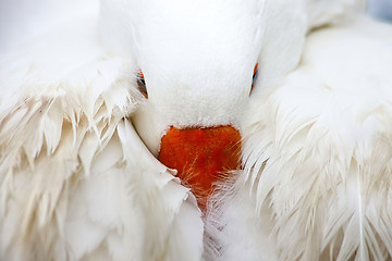 Image showing White Domestic Goose