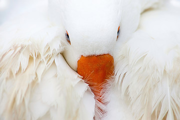 Image showing White Domestic Goose