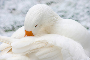 Image showing White Domestic Goose