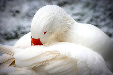 Image showing White Domestic Goose