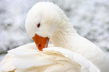 Image showing White Domestic Goose