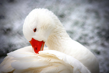 Image showing White Domestic Goose