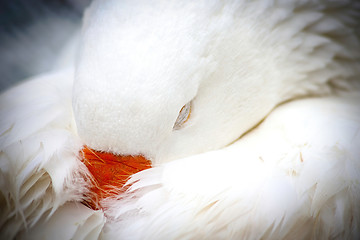 Image showing White Domestic Goose