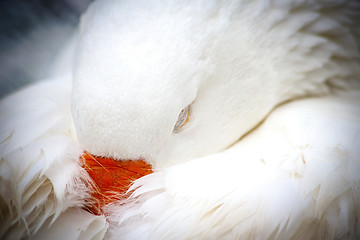 Image showing White Domestic Goose