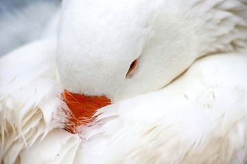 Image showing White Domestic Goose