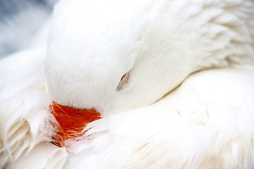 Image showing White Domestic Goose