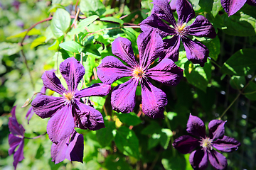 Image showing Purple Clematis Flowers 