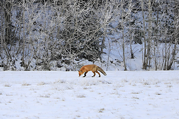 Image showing Fox Looking For Food in Winter