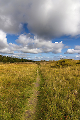 Image showing A path in the grass on the coast