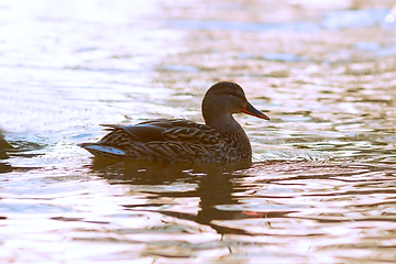 Image showing female mallard at dawn