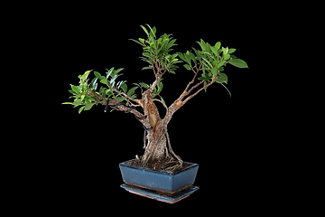 Image showing Ficus tigerbark bonsai on dark background