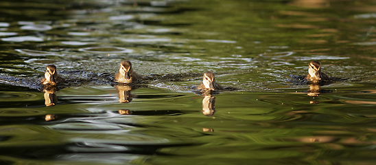 Image showing flock of mallard ducklings