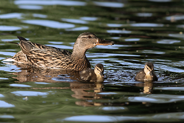 Image showing mallard duck with ducklings