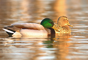 Image showing mallard ducks couple on water