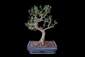 Image showing Portulacaria afra isolated large bonsai