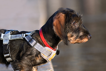 Image showing profile portrait of a wire haired dachshund