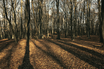 Image showing spooky forest view