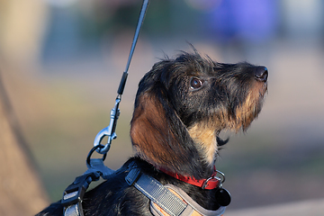 Image showing wire haired dachshund portrait