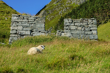 Image showing Sheep in front of stone ruin