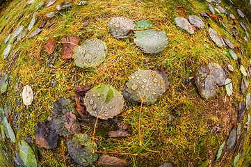 Image showing leaves on the ground in autumn