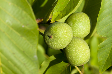 Image showing three green walnuts