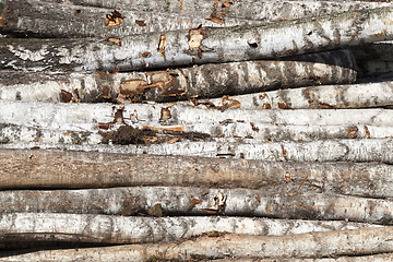 Image showing striped birch trunks