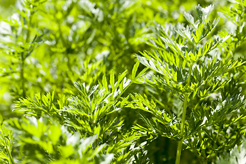 Image showing green tops of carrots