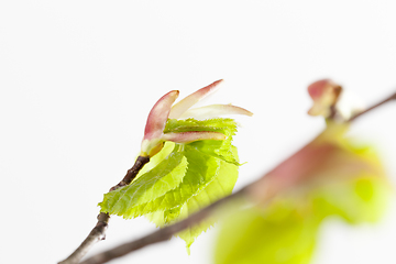 Image showing leaves of birch