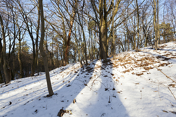 Image showing trees in the forest in winter