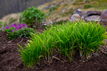 Image showing green grass growing in the ground