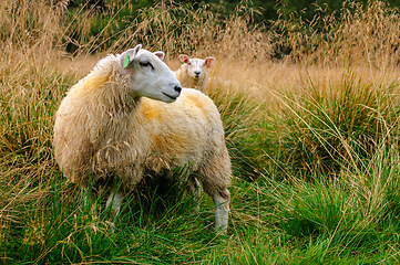 Image showing sheep in the open field in autumn