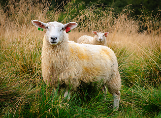 Image showing sheep in the open field in autumn