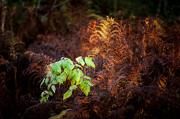 Image showing rowan leaves among red ferns