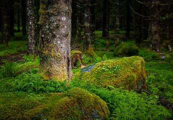 Image showing pine trunk between mossy rock and ferns
