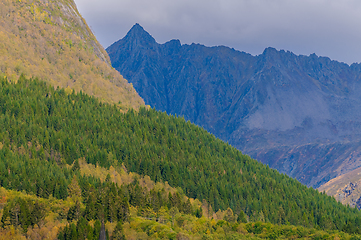 Image showing green fir trees in front of blue mountain peak