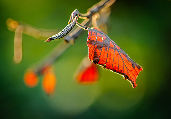 Image showing autumn colored leaves tail light