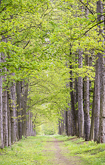 Image showing Avenue of trees with light green leaves in spring