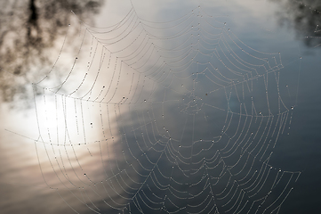 Image showing Cobweb  with dew drops