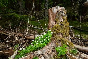 Image showing whitish growing pine trunk in the forest